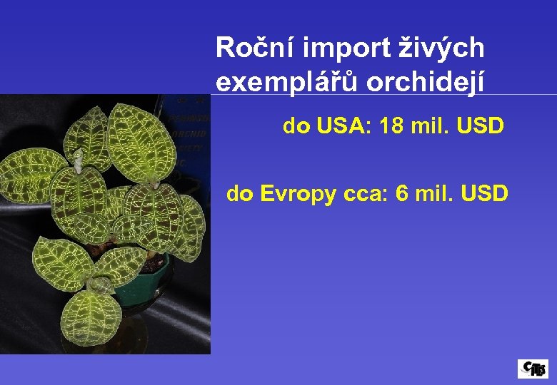 Roční import živých exemplářů orchidejí do USA: 18 mil. USD do Evropy cca: 6