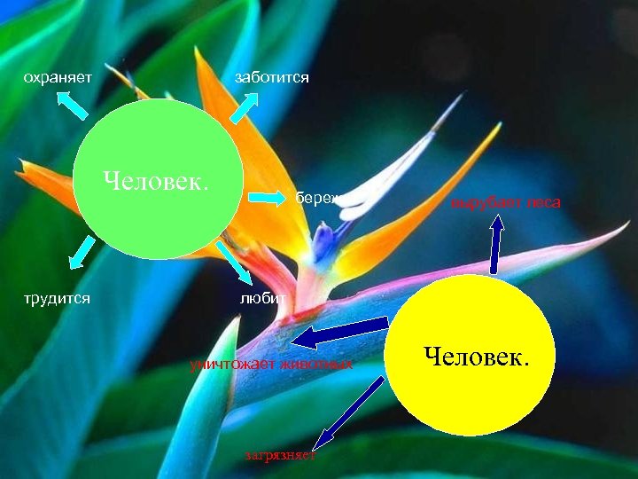 охраняет заботится Человек. трудится бережет вырубает леса любит уничтожает животных загрязняет Человек. 