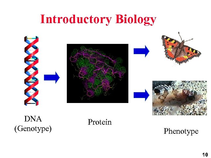 Introductory Biology DNA (Genotype) Protein Phenotype 10 