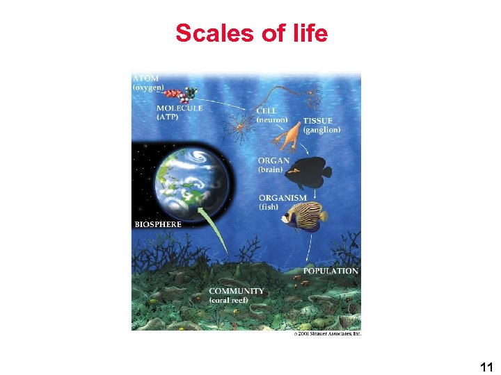 Scales of life 11 