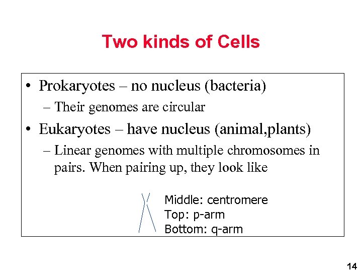 Two kinds of Cells • Prokaryotes – no nucleus (bacteria) – Their genomes are
