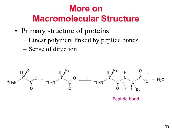 More on Macromolecular Structure • Primary structure of proteins – Linear polymers linked by