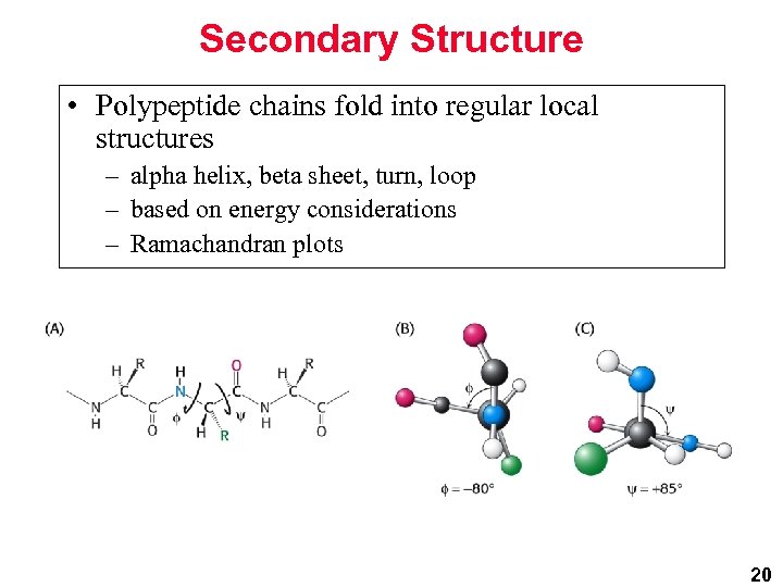 Secondary Structure • Polypeptide chains fold into regular local structures – alpha helix, beta