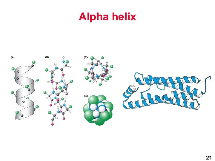 Alpha helix 21 