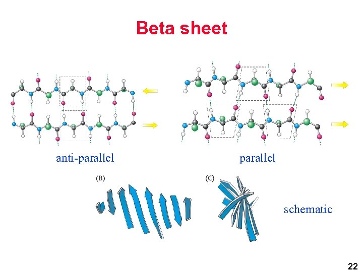 Beta sheet anti-parallel schematic 22 