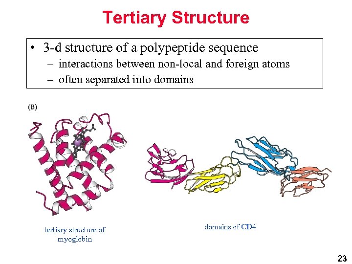 Tertiary Structure • 3 -d structure of a polypeptide sequence – interactions between non-local