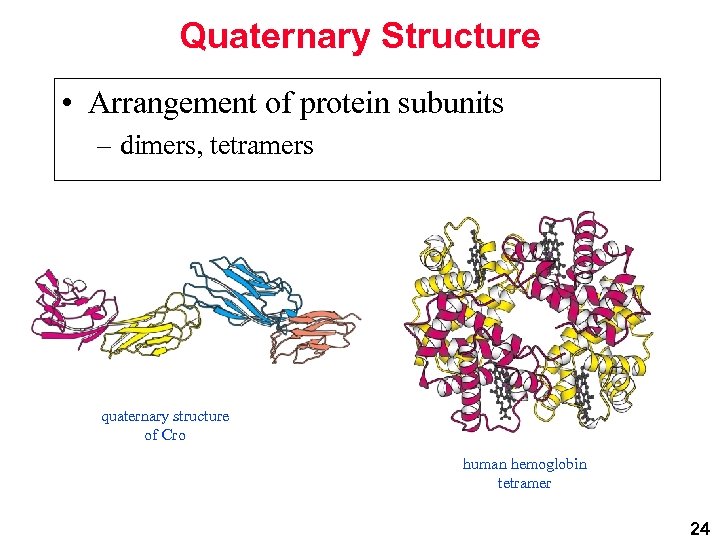 Quaternary Structure • Arrangement of protein subunits – dimers, tetramers quaternary structure of Cro