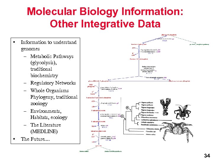 Molecular Biology Information: Other Integrative Data • • Information to understand genomes – Metabolic