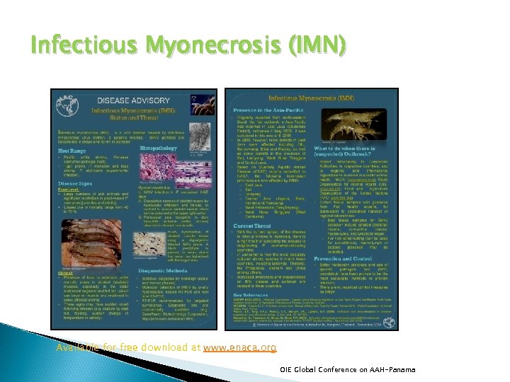 Infectious Myonecrosis (IMN) Available for free download at www. enaca. org OIE Global Conference