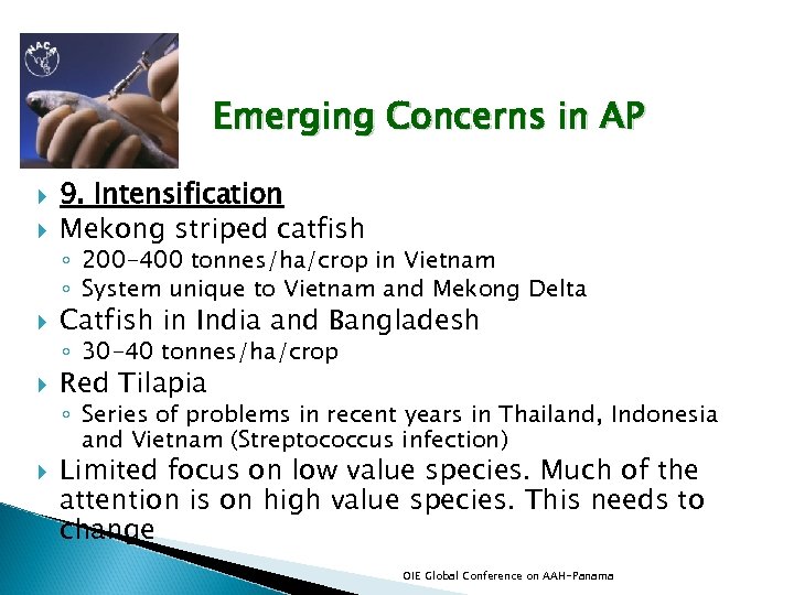 Emerging Concerns in AP 9. Intensification Mekong striped catfish ◦ 200 -400 tonnes/ha/crop in