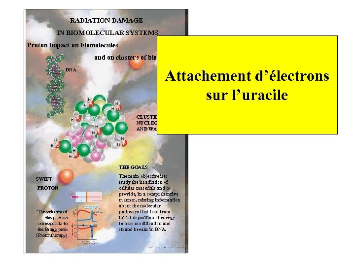 RADIATION DAMAGE IN BIOMOLECULAR SYSTEMS Proton impact on biomolecules and on clusters of biomolecules