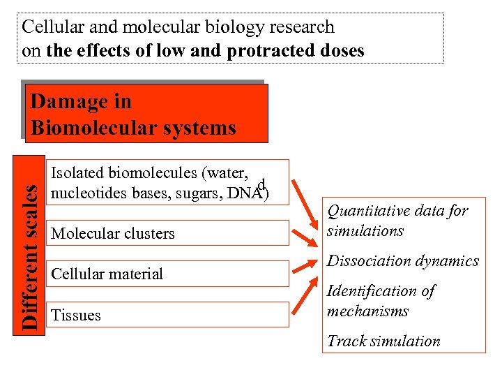 Cellular and molecular biology research on the effects of low and protracted doses Different