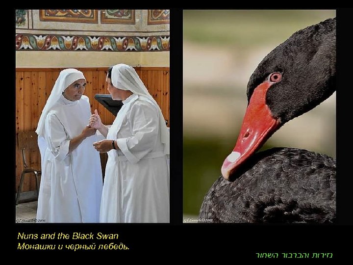 Nuns and the Black Swan Монашки и черный лебедь. נזירות והברבור השחור 
