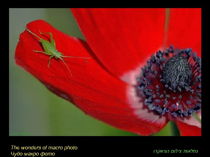 The wonders of macro photo Чудо макро фото נפלאות צילום המאקרו 