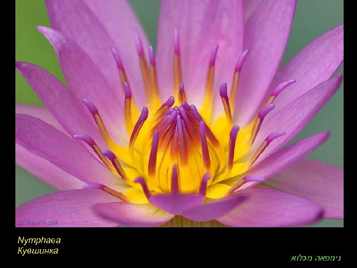 Nymphaea Кувшинка נימפאה מכלוא 