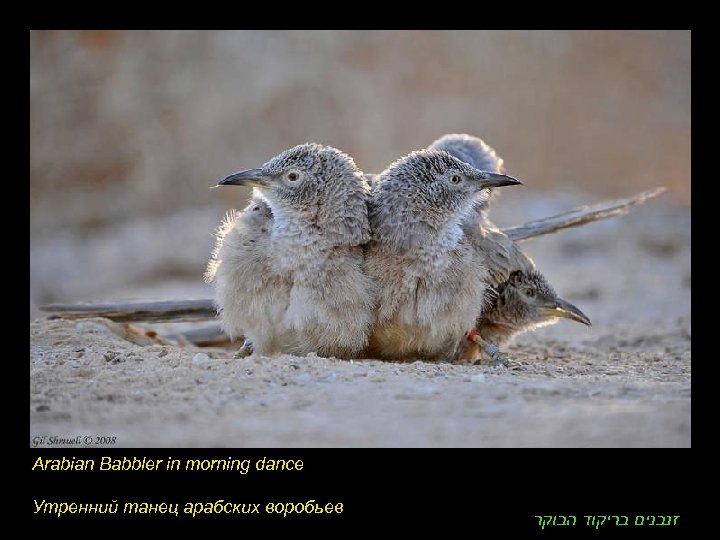 Arabian Babbler in morning dance Утренний танец арабских воробьев זנבנים בריקוד הבוקר 