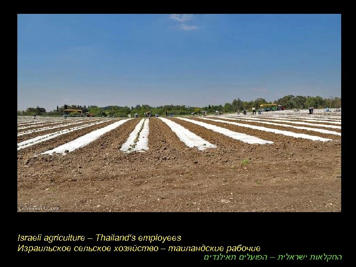 Israeli agriculture – Thailand's employees Израильское сельское хозяйство – таиландские рабочие החקלאות ישראלית –