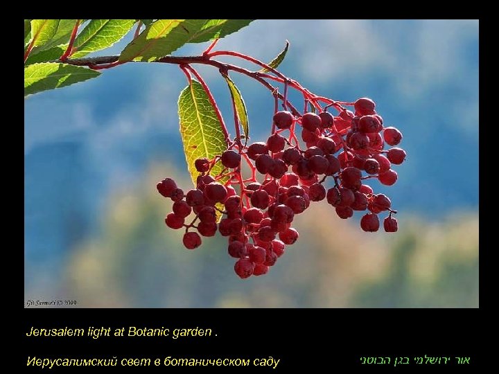 Jerusalem light at Botanic garden. Иерусалимский свет в ботаническом саду אור ירושלמי בגן הבוטני