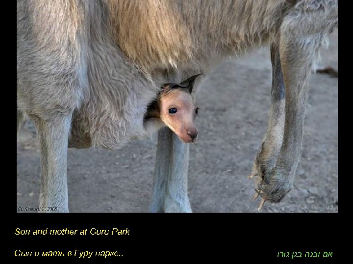 Son and mother at Guru Park Сын и мать в Гуру парке. . אם
