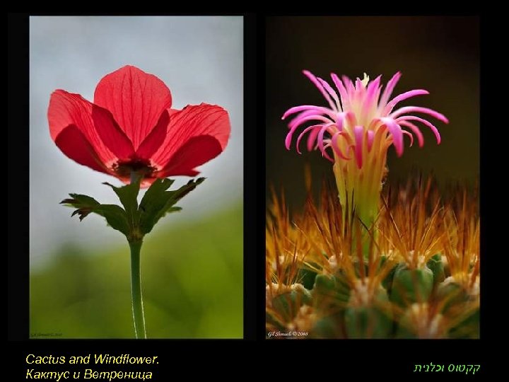 Cactus and Windflower. Кактус и Ветреница קקטוס וכלנית 