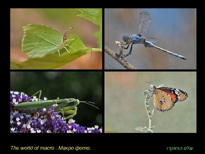 The world of macro. Макро фото. עולם המאקרו 
