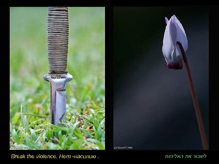 Break the violence. Нет -насилию. לשבור את האלימות 