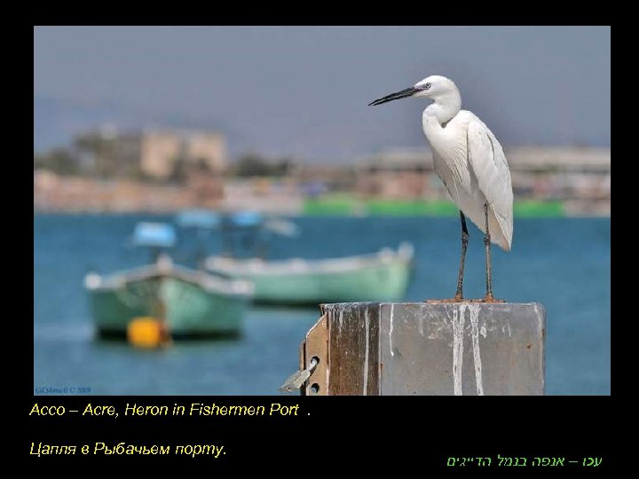 Acco – Acre, Heron in Fishermen Port. Цапля в Рыбачьем порту. עכו – אנפה