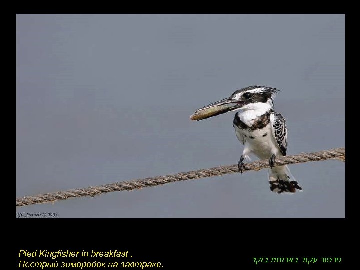 Pied Kingfisher in breakfast. Пестрый зимородок на завтраке. פרפור עקוד בארוחת בוקר 