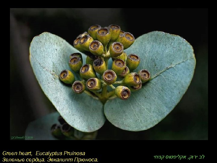 Green heart, Eucalyptus Pruinosa Зеленые сердца. Эвкалипт Прюноса. לב ירוק, אקליפטוס קמחי 