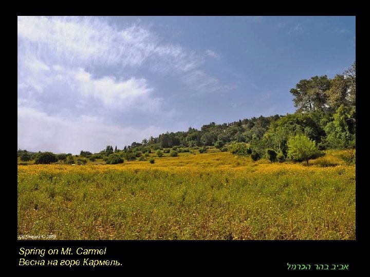 Spring on Mt. Carmel Весна на горе Кармель. אביב בהר הכרמל 