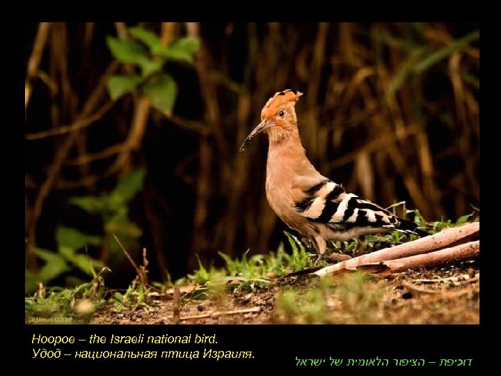 Hoopoe – the Israeli national bird. Удод – национальная птица Израиля. דוכיפת – הציפור