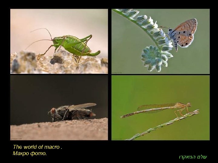 The world of macro. Макро фото. עולם המאקרו 