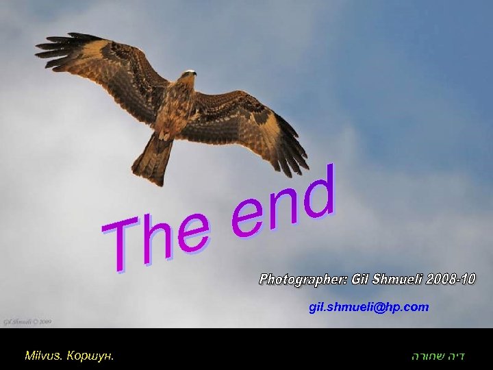 gil. shmueli@hp. com Milvus. Коршун. דיה שחורה 