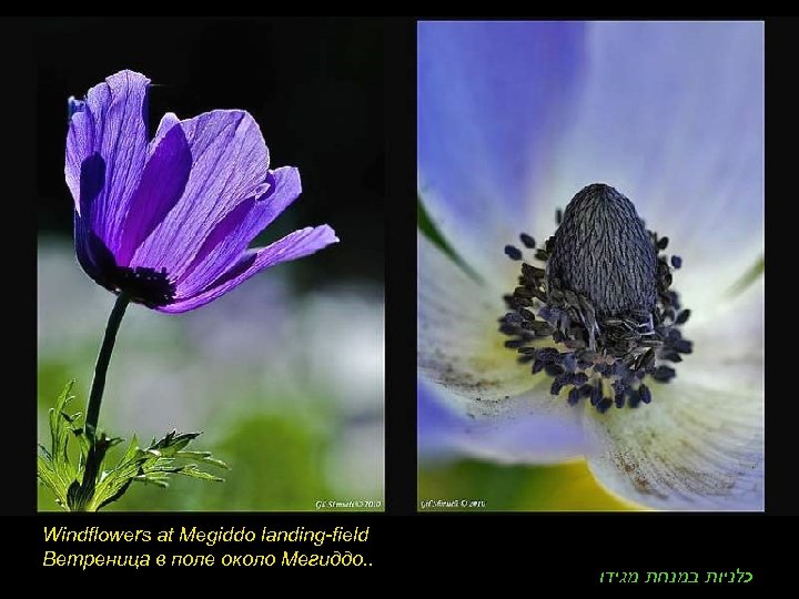 Windflowers at Megiddo landing-field Ветреница в поле около Мегиддо. . כלניות במנחת מגידו 