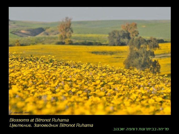 Blossoms at Bitronot Ruhama Цветение. Заповедник Bitronot Ruhama פריחה בביתרונות רוחמה שבנגב 