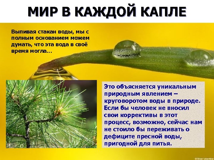 МИР В КАЖДОЙ КАПЛЕ Выпивая стакан воды, мы с полным основанием можем думать, что