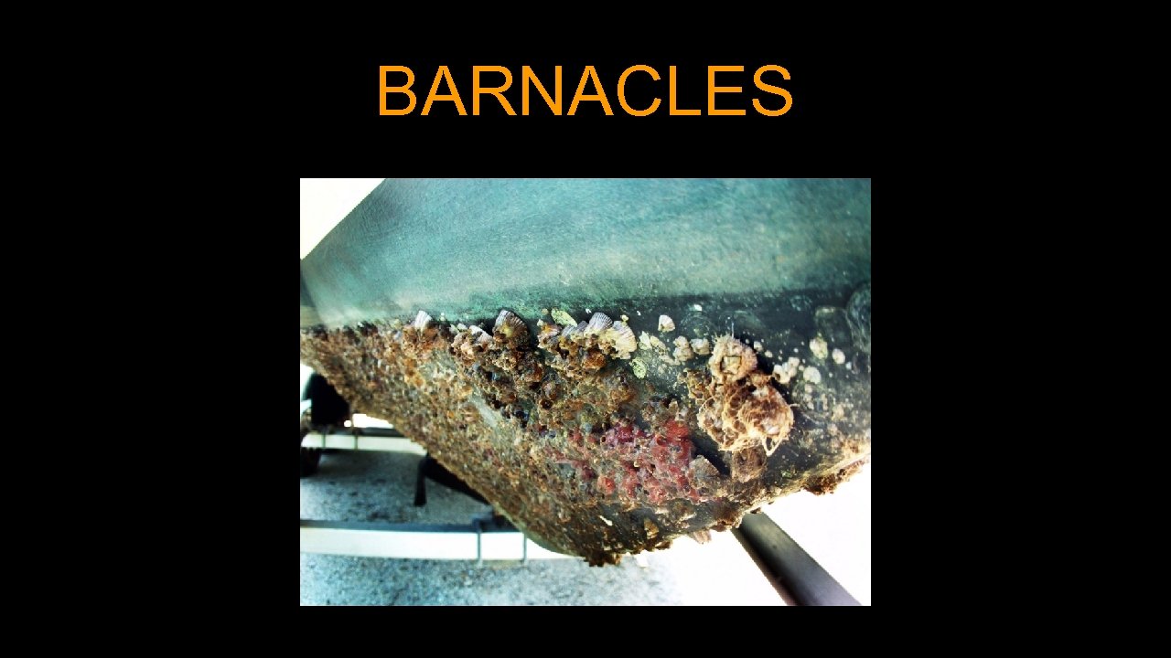 BARNACLES 