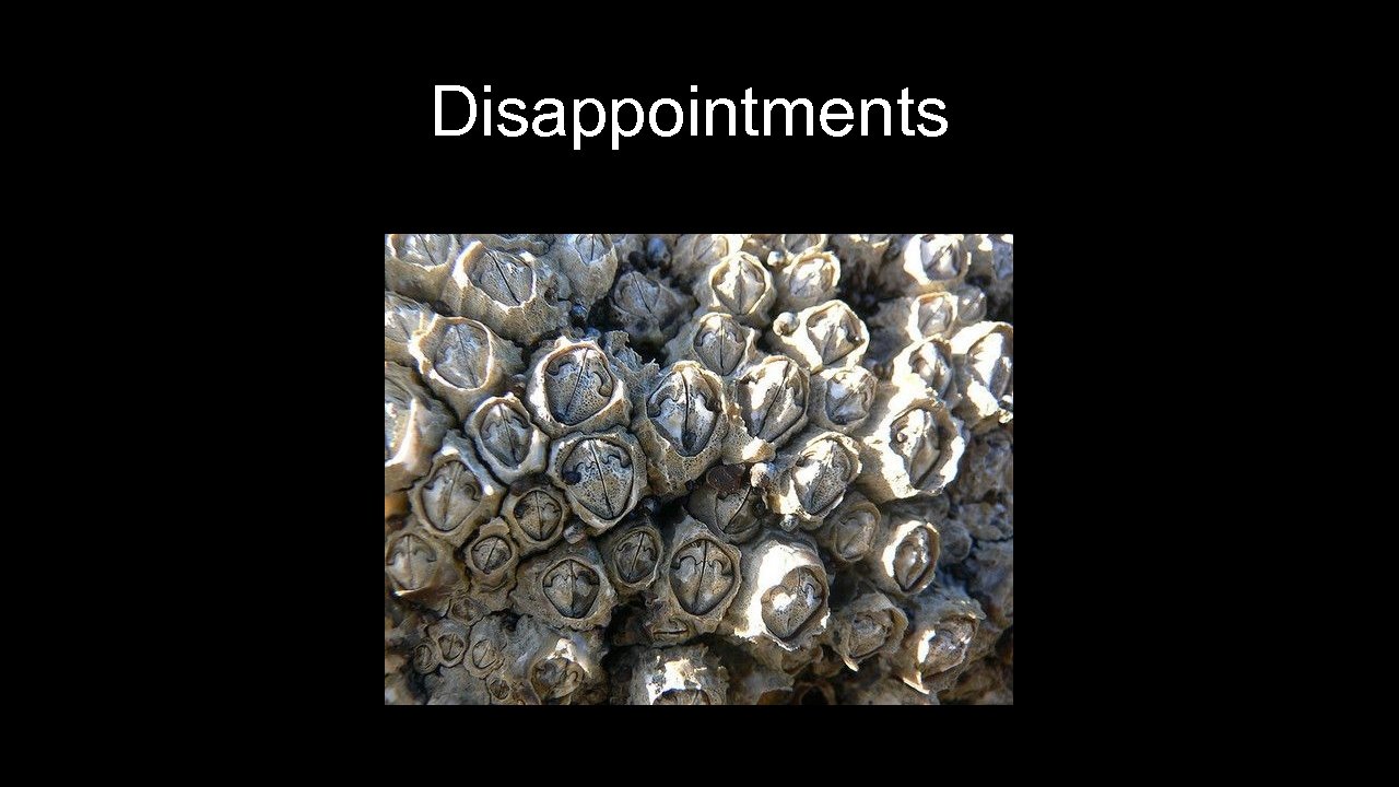 Disappointments 