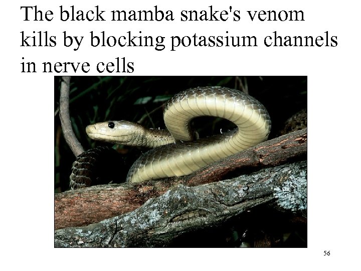 The black mamba snake's venom kills by blocking potassium channels in nerve cells 56