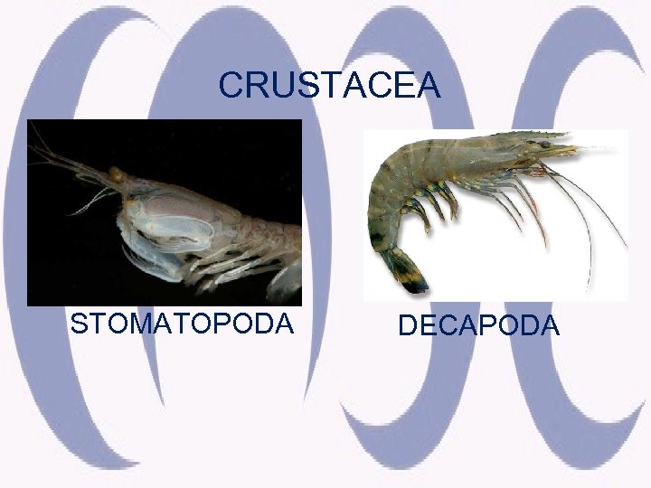 CRUSTACEA STOMATOPODA DECAPODA 