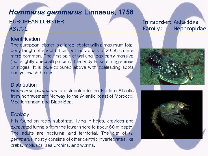 Hommarus gammarus Linnaeus, 1758 EUROPEAN LOBSTER ASTICE Identification The european lobster is a large