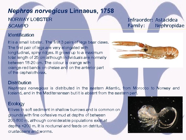 Nephros norvegicus Linnaeus, 1758 NORWAY LOBSTER SCAMPO Infraorder: Astacidea Family: Nephropidae Identification It is