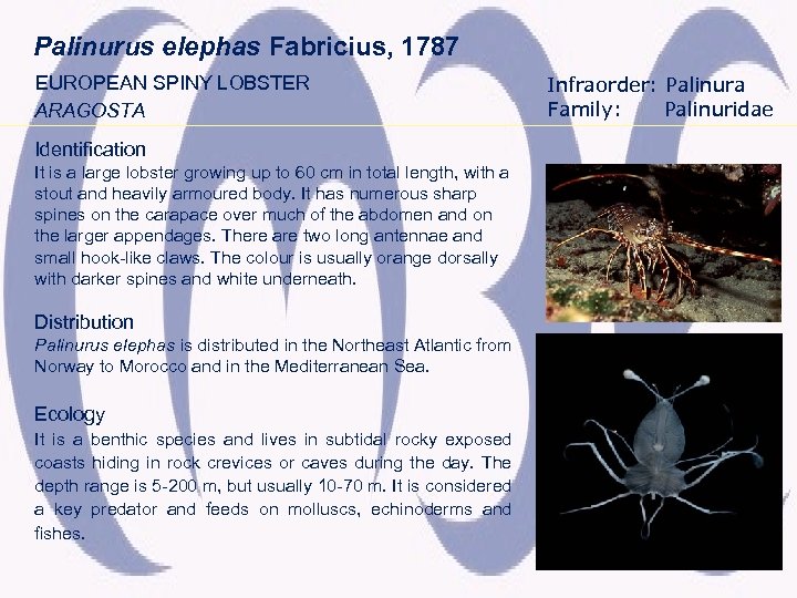 Palinurus elephas Fabricius, 1787 EUROPEAN SPINY LOBSTER ARAGOSTA Identification It is a large lobster