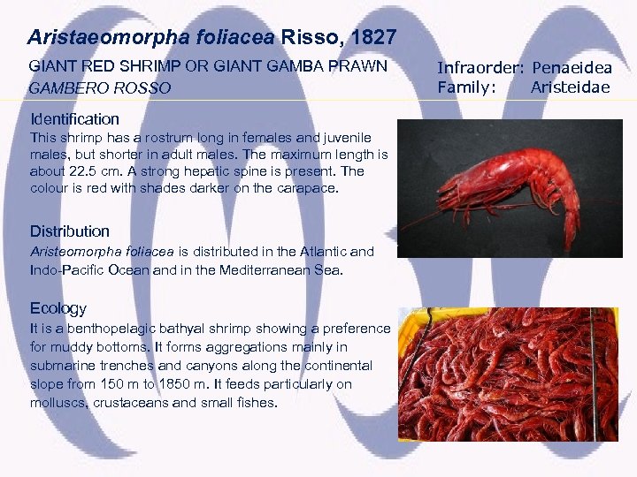 Aristaeomorpha foliacea Risso, 1827 GIANT RED SHRIMP OR GIANT GAMBA PRAWN GAMBERO ROSSO Identification