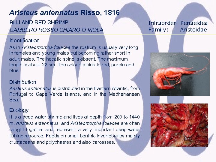 Aristeus antennatus Risso, 1816 BLU AND RED SHRIMP GAMBERO ROSSO CHIARO O VIOLA Identification