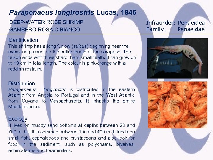 Parapenaeus longirostris Lucas, 1846 DEEP-WATER ROSE SHRIMP GAMBERO ROSA O BIANCO Identification This shrimp