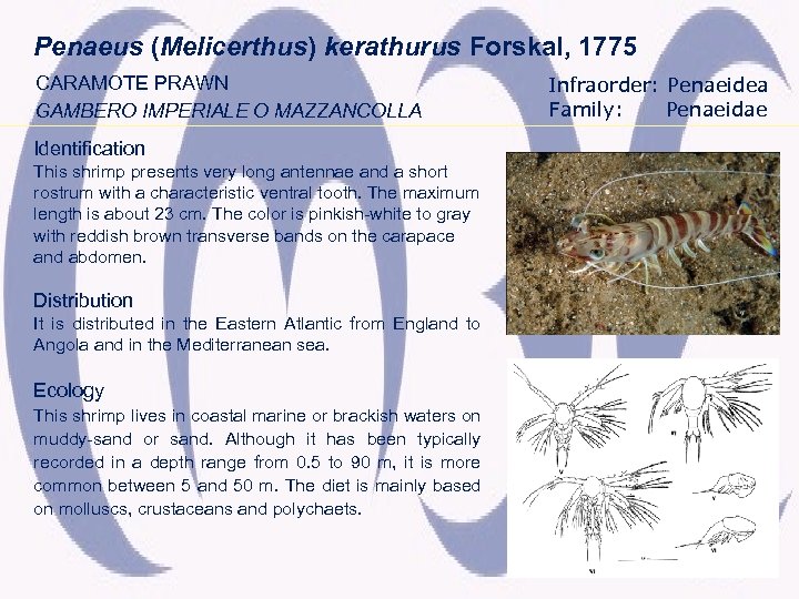 Penaeus (Melicerthus) kerathurus Forskal, 1775 CARAMOTE PRAWN GAMBERO IMPERIALE O MAZZANCOLLA Identification This shrimp