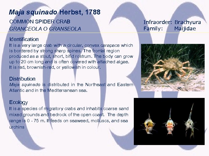 Maja squinado Herbst, 1788 COMMON SPIDER CRAB GRANCEOLA O GRANSEOLA Identification It is a