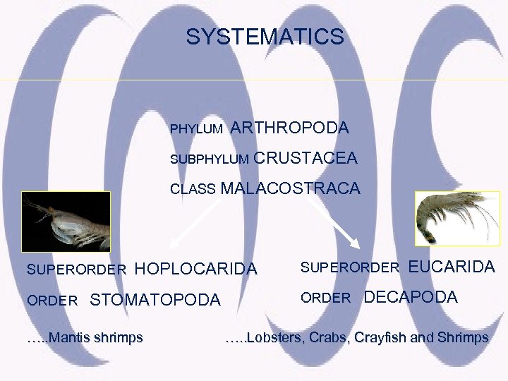 SYSTEMATICS PHYLUM ARTHROPODA SUBPHYLUM CRUSTACEA CLASS MALACOSTRACA SUPERORDER HOPLOCARIDA STOMATOPODA …. . Mantis shrimps