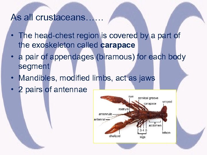 As all crustaceans…… • The head-chest region is covered by a part of the